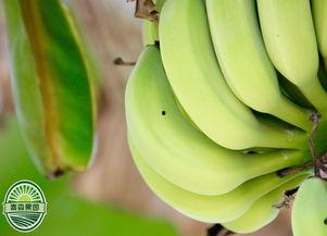 久碰是精品香蕉频线1,探寻香蕉界的璀璨明珠