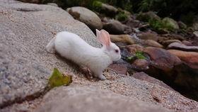 老鼠吃香蕉西瓜视频