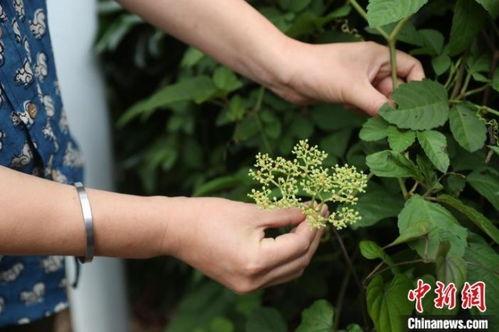 大香蕉野草视频社区,热门内容与用户互动一览